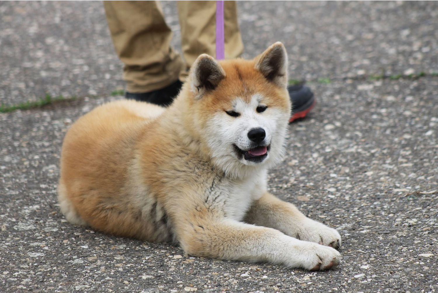 Akita Inu - image d'illustration
